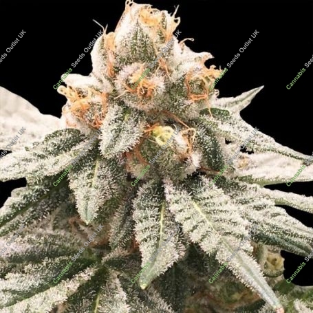 Lemon Oasis Feminized Marijuana Strain by Rare Dankness For Sale Online at Cannabis Seeds Outlet