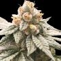 Lemon Oasis Feminized Marijuana Strain by Rare Dankness For Sale Online at Cannabis Seeds Outlet