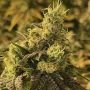Rare Dankness Coco Nibbles Smoke Buds Weed Ganja Skunk Dope Pot Images Pics Nuggets