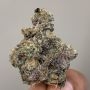 Coco Nibbles Regular by Rare Dankness THC Content Potency Strength CBD Height Yield Flowering Time Indica Sativa Genetics