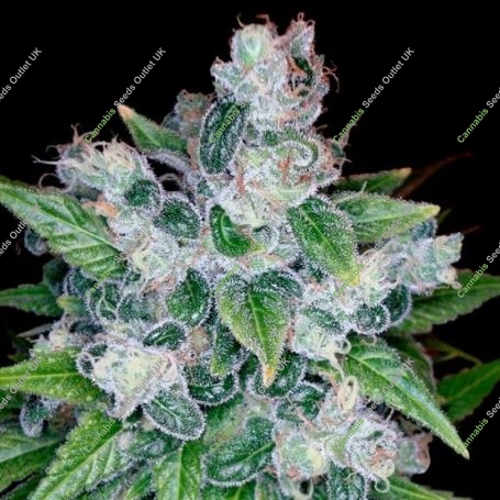 Kandy Kush Feminized Marijuana Strain by Reserva Privada For Sale Online at Cannabis Seeds Outlet