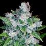 Kandy Kush Feminized Marijuana Strain by Reserva Privada For Sale Online at Cannabis Seeds Outlet