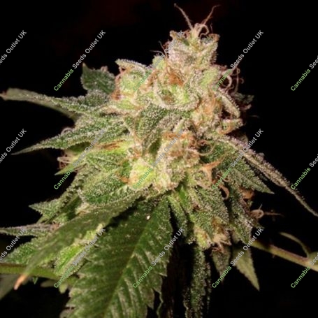 OG Kush Feminized Marijuana Strain by Reserva Privada For Sale Online at Cannabis Seeds Outlet