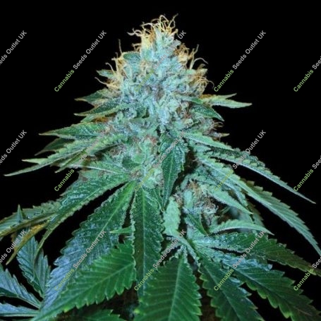 The OG 18 Feminized Marijuana Strain by Reserva Privada For Sale Online at Cannabis Seeds Outlet