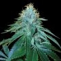 The OG 18 Feminized Marijuana Strain by Reserva Privada For Sale Online at Cannabis Seeds Outlet