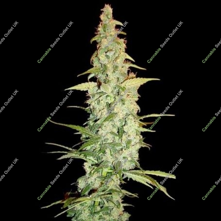 Cole Train Feminized Marijuana Strain by Reserva Privada For Sale Online at Cannabis Seeds Outlet