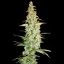 Cole Train Feminized Marijuana Strain by Reserva Privada For Sale Online at Cannabis Seeds Outlet