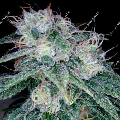 Sour Diesel Feminized Marijuana Strain by Reserva Privada For Sale Online at Cannabis Seeds Outlet