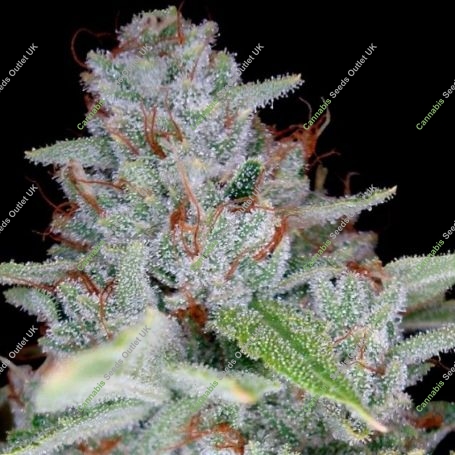 Skywalker Kush Feminized Marijuana Strain by Reserva Privada For Sale Online at Cannabis Seeds Outlet