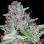 Skywalker Kush Feminized Marijuana Strain by Reserva Privada For Sale Online at Cannabis Seeds Outlet