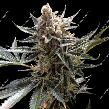 Tangie Feminized Marijuana Strain by Reserva Privada For Sale Online at Cannabis Seeds Outlet