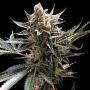 Tangie Feminized Marijuana Strain by Reserva Privada For Sale Online at Cannabis Seeds Outlet