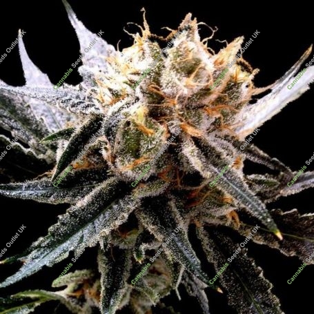 Sour Tangie Feminized Marijuana Strain by Reserva Privada For Sale Online at Cannabis Seeds Outlet