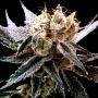 Sour Tangie Feminized Marijuana Strain by Reserva Privada For Sale Online at Cannabis Seeds Outlet