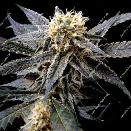 Strawberry Banana Feminized Marijuana Strain by Reserva Privada For Sale Online at Cannabis Seeds Outlet