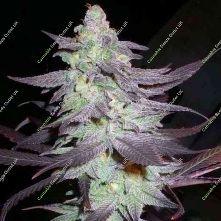 Purple Wreck Feminized Marijuana Strain by Reserva Privada For Sale Online at Cannabis Seeds Outlet