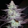Purple Wreck Feminized Marijuana Strain by Reserva Privada For Sale Online at Cannabis Seeds Outlet