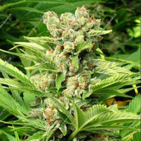 Exodus Feminized Marijuana Strain by Seedism For Sale Online at Cannabis Seeds Outlet
