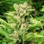 Exodus Feminized Marijuana Strain by Seedism For Sale Online at Cannabis Seeds Outlet