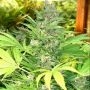 Seedism Exodus Smoke Buds Weed Ganja Skunk Dope Pot Images Pics Nuggets
