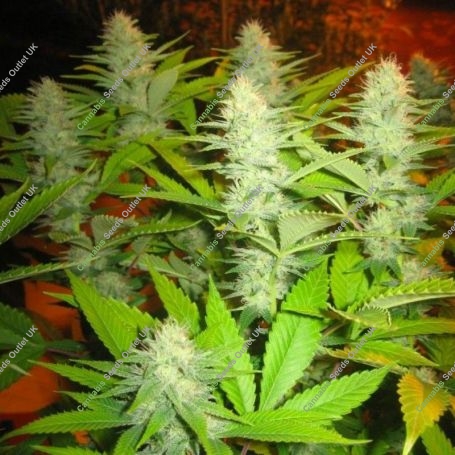 Milk Feminized Marijuana Strain by Seedism For Sale Online at Cannabis Seeds Outlet