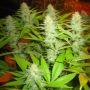 Milk Feminized Marijuana Strain by Seedism For Sale Online at Cannabis Seeds Outlet