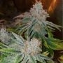 Seedism Milk Smoke Buds Weed Ganja Skunk Dope Pot Images Pics Nuggets
