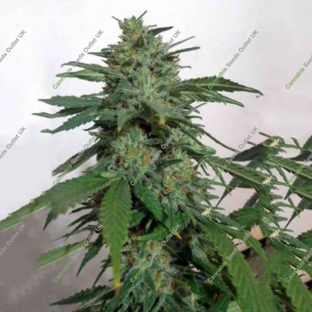 Kush Valley Lemon Sorbet Feminized Marijuana Strain by Seedism For Sale Online at Cannabis Seeds Outlet