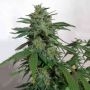 Kush Valley Lemon Sorbet Feminized Marijuana Strain by Seedism For Sale Online at Cannabis Seeds Outlet