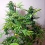 Seedism Kush Valley Lemon Sorbet Smoke Buds Weed Ganja Skunk Dope Pot Images Pics Nuggets