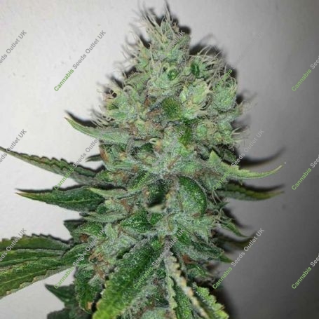 East Coast Sour Peach Regular Marijuana Strain by Spitfire Genetics For Sale Online at Cannabis Seeds Outlet