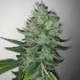 East Coast Sour Peach Regular Marijuana Strain by Spitfire Genetics For Sale Online at Cannabis Seeds Outlet