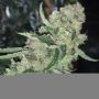 Spitfire Genetics East Coast Sour Peach Smoke Buds Weed Ganja Skunk Dope Pot Images Pics Nuggets