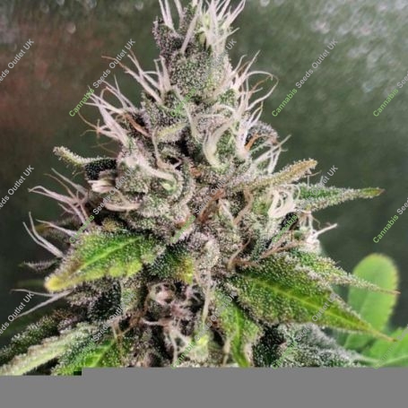 Genetically Modified Peach Regular Marijuana Strain by Spitfire Genetics For Sale Online at Cannabis Seeds Outlet