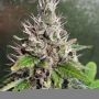 Genetically Modified Peach Regular Marijuana Strain by Spitfire Genetics For Sale Online at Cannabis Seeds Outlet