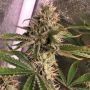 Spitfire Genetics Genetically Modified Peach Smoke Buds Weed Ganja Skunk Dope Pot Images Pics Nuggets