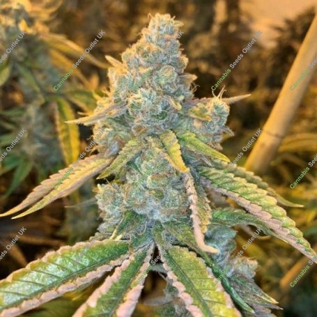 Kez Regular Marijuana Strain by Spitfire Genetics For Sale Online at Cannabis Seeds Outlet