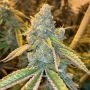 Kez Regular Marijuana Strain by Spitfire Genetics For Sale Online at Cannabis Seeds Outlet