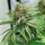 Spitfire Genetics Kez Smoke Buds Weed Ganja Skunk Dope Pot Images Pics Nuggets