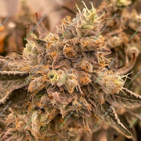 Peach Runtz Regular Marijuana Strain by Spitfire Genetics For Sale Online at Cannabis Seeds Outlet