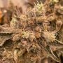 Peach Runtz Regular Marijuana Strain by Spitfire Genetics For Sale Online at Cannabis Seeds Outlet