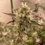 Spitfire Genetics Peach Runtz Smoke Buds Weed Ganja Skunk Dope Pot Images Pics Nuggets