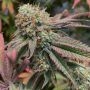 Tiizer Regular Marijuana Strain by Spitfire Genetics For Sale Online at Cannabis Seeds Outlet