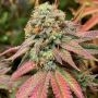 Spitfire Genetics Tiizer Smoke Buds Weed Ganja Skunk Dope Pot Images Pics Nuggets