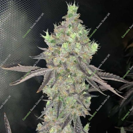 Watzapp Regular Marijuana Strain by Spitfire Genetics For Sale Online at Cannabis Seeds Outlet