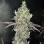 Watzapp Regular Marijuana Strain by Spitfire Genetics For Sale Online at Cannabis Seeds Outlet