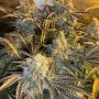 Spitfire Genetics Watzapp Smoke Buds Weed Ganja Skunk Dope Pot Images Pics Nuggets