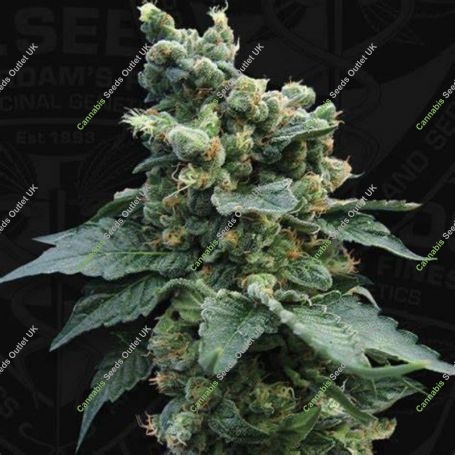 Sage n Sour Regular Marijuana Strain by TH Seeds For Sale Online at Cannabis Seeds Outlet