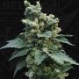 Sage n Sour Regular Marijuana Strain by TH Seeds For Sale Online at Cannabis Seeds Outlet