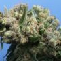 TH Seeds Kushage Smoke Buds Weed Ganja Skunk Dope Pot Images Pics Nuggets